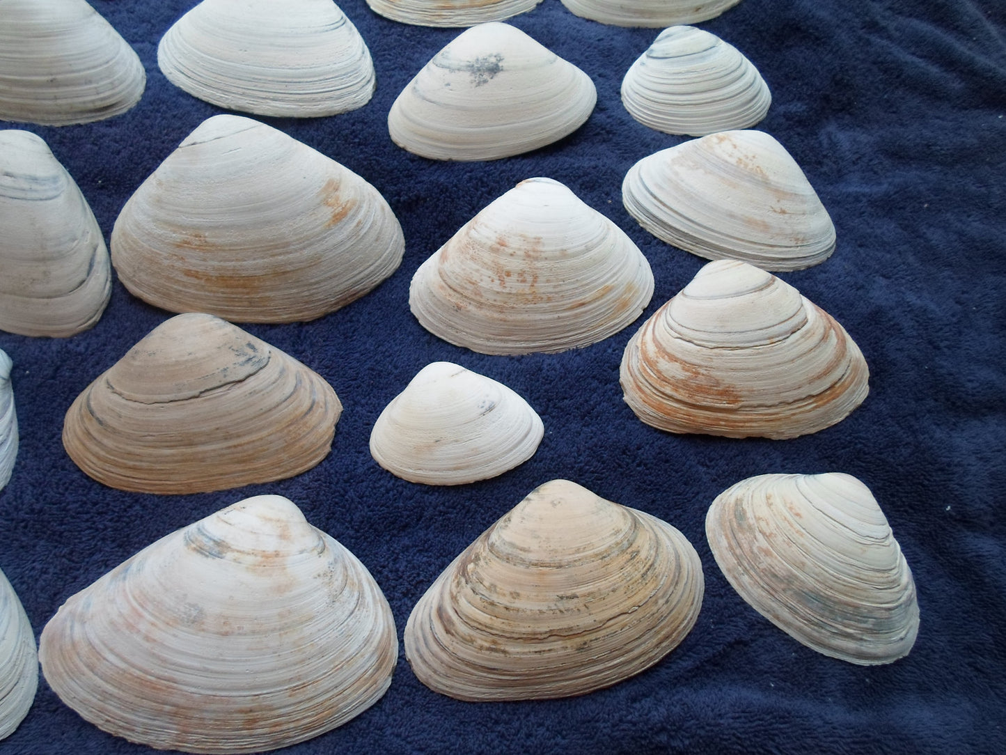 North East Clam Sea Shell Lot 30pcs   Sand Box Cooking Crafts Classroom