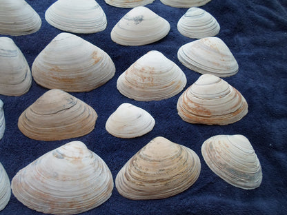 North East Clam Sea Shell Lot 30pcs   Sand Box Cooking Crafts Classroom