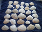 North East Clam Sea Shell Lot 30pcs   Sand Box Cooking Crafts Classroom