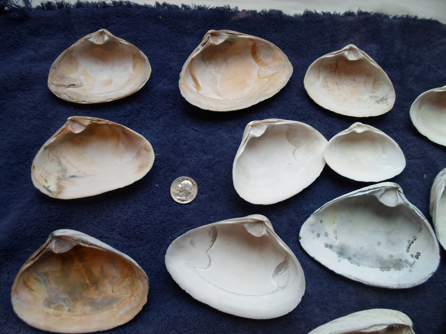 North East Clam Sea Shell Lot 30pcs   Sand Box Cooking Crafts Classroom
