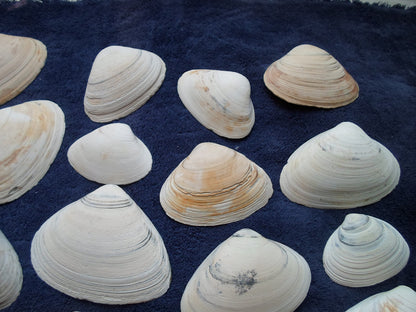 North East Clam Sea Shell Lot 30pcs   Sand Box Cooking Crafts Classroom