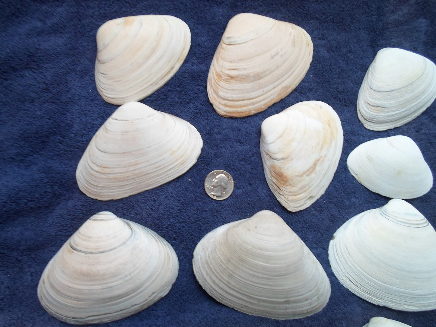 North East Clam Sea Shell Lot 30pcs   Sand Box Cooking Crafts Classroom