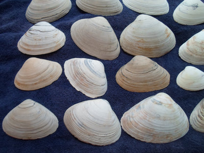 North East Clam Sea Shell Lot 30pcs   Sand Box Cooking Crafts Classroom