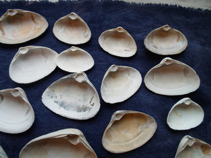 North East Clam Sea Shell Lot 30pcs   Sand Box Cooking Crafts Classroom