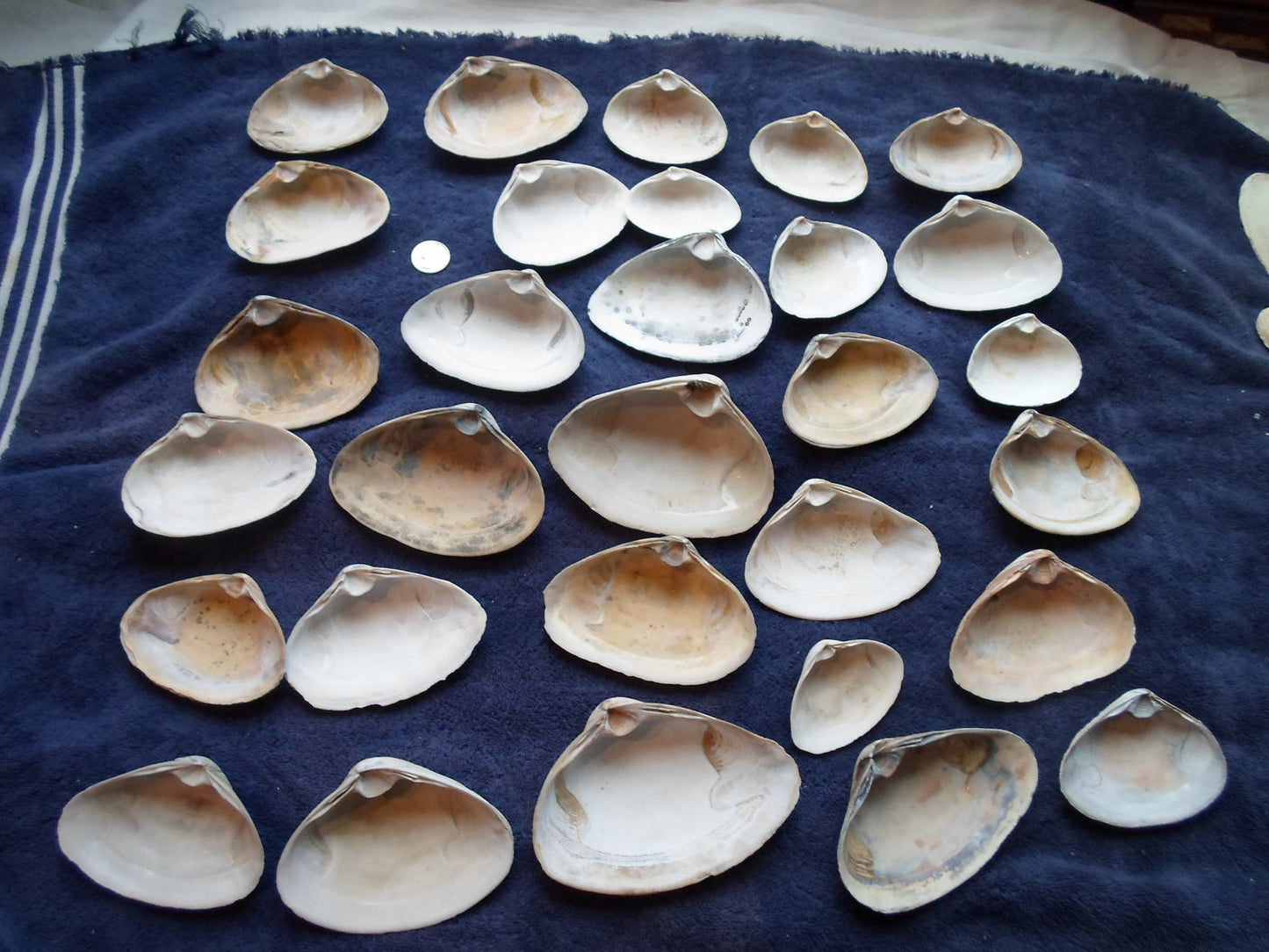 North East Clam Sea Shell Lot 30pcs   Sand Box Cooking Crafts Classroom