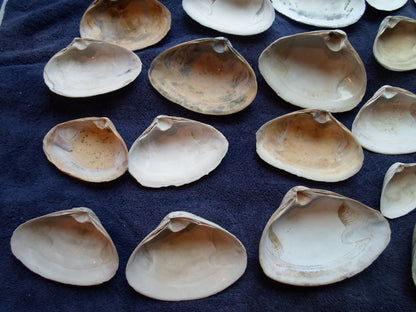 North East Clam Sea Shell Lot 30pcs   Sand Box Cooking Crafts Classroom