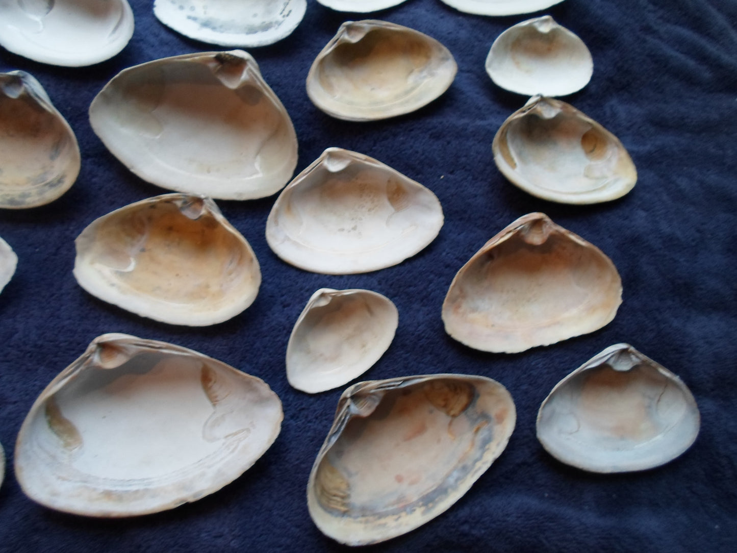 North East Clam Sea Shell Lot 30pcs   Sand Box Cooking Crafts Classroom