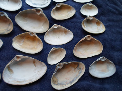 North East Clam Sea Shell Lot 30pcs   Sand Box Cooking Crafts Classroom