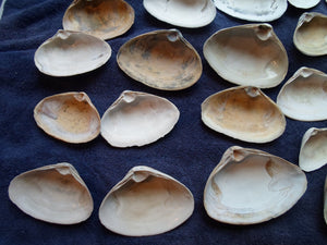 North East Quahog Clam Sea Shell Lot 30pcs   Sand Box Cooking Crafts Classroom