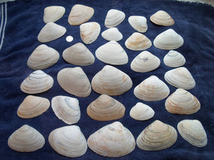 North East Quahog Clam Sea Shell Lot 30pcs   Sand Box Cooking Crafts Classroom